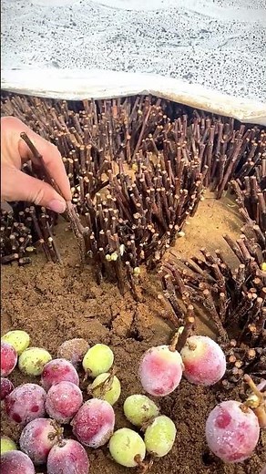 How to Propagate Grapes Like a Pro! 🍇🌿