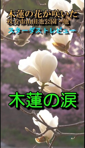 木蓮が咲いた ＃スターダストレビュー ＃木蓮の涙 #flowers