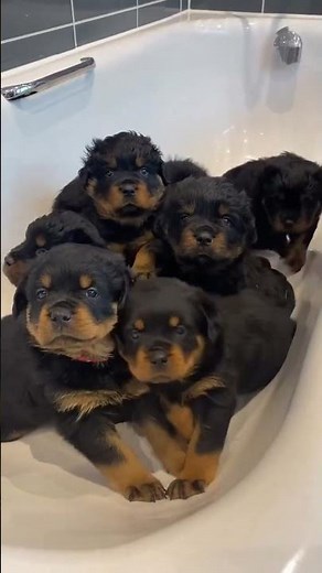 Rottweiler Puppies That Will Instantly Melt Your Heart 🖤🐶