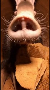 Dust Vault Breach: Aardvark’s Termite Cache | Hidden Wildlife