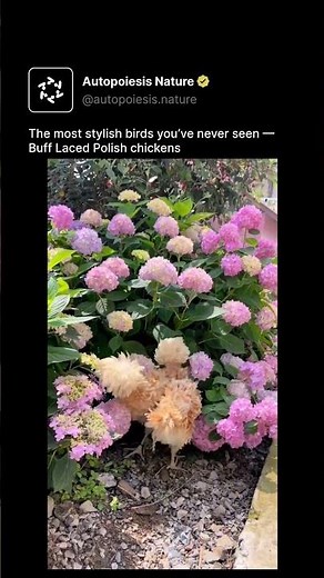 The most stylish birds you’ve never seen — Buff Laced Polish chickens