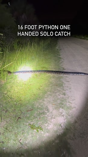 Ben Friedman on Instagram: "16 FOOT PYTHON IN THE MIDDLE OF THE ROAD DEEP IN THE FLORIDA EVERGLADES!!! ONE OF THE COOLEST MOMENTS OF MY LIFE!!!"