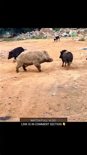 White Pig Does Not Like Black Pig