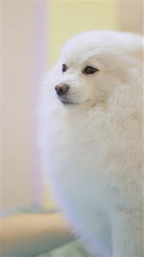 Grooming a calm white Spitz #dog