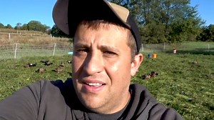 Identification guide for the unique duck sex feather on drakes