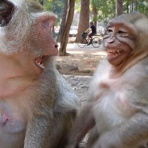 Sweet time between adorable mom Popeye and joking child Sweetpea #MonkeyPage | Monkey Page
