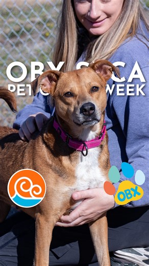 Meet June Bug and Bubbles, the @obx_spca Pet of the Week. | CURRENTtv