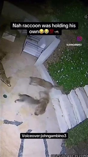 Raccoon getting jumped #funny