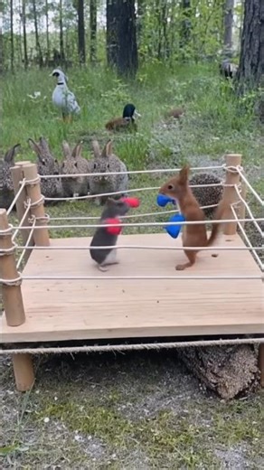 Squirrel vs Hamster Boxing Match