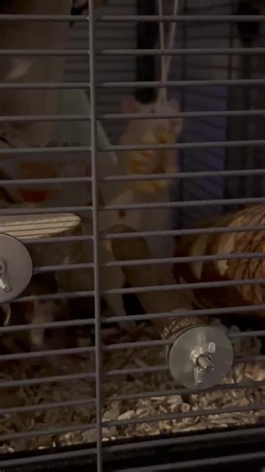 Meet My New Rat Family: Edward, Carlisle, Aro, Caius