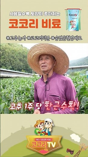 #고추비료 윗동부터 밑동까지 주렁주렁