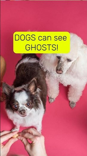 Dogs Can See Ghosts! (My Chilling Experience in Brazil) 😱 #halloween