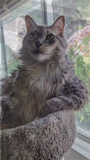 Meet Lancelot! 🐈 A 9.5 y/o Long Haired Cat in California who is looking for his new home! 🐾