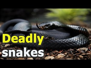 TOP 5 Most Venomous Snakes in the World | Deadly Serpents, Snakebites, and Toxicity