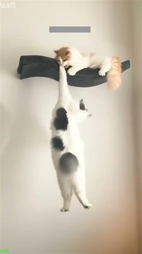 Cat Lover 🐕 Kitten meowing 😹 # #9019