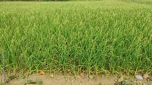 Cultivation of garlic with advanced technology