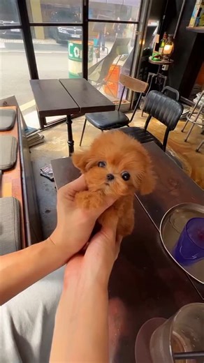 Cute pets on Instagram: "Hello! Meet @miniteacuppuppy 's Red Teddy bear maltipoo 🧸🥰 This baby has a beautiful round face with a deep red color, big eyes and a lovely personality 🤎🤩 @miniteacuppuppy 🐶 Rate this cuteness out of 10 ❤️ Follow @miniteacuppuppy for more! @miniteacuppuppy @miniteacuppuppy"