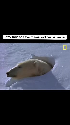 Save Polar Bears: 1-Minute Ways to Help Mama and Her Babies