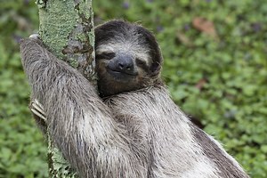 They may be slow, but you'll fall in love quickly! Happy International Sloth Day! 💕 | Love Nature
