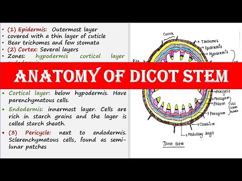 Anatomy of dicot stem