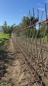 架菜網：兩分鐘教你輕鬆架網《一個人快速架好》 | 農夫「阿隆」Farmer Aron