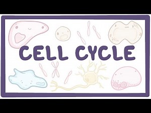 Cell cycle - microbiology, biology, physiology