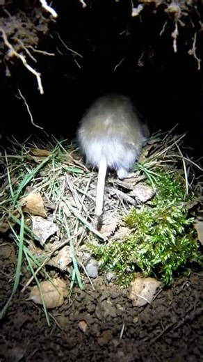 Mouse POV: Finding the Secret Nesting Chamber! 🐭🏠
