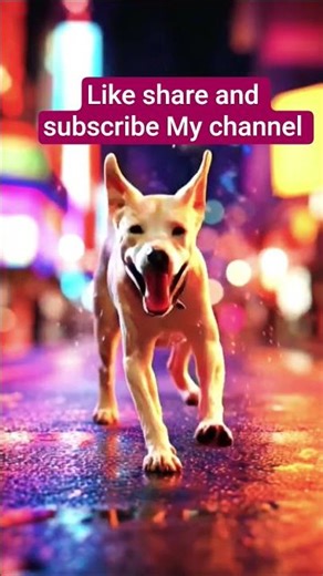 The happy dog dancer