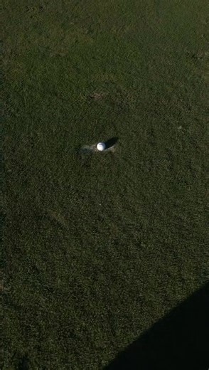 43K views · 728 reactions | Golf be like | Grace Charis | Facebook