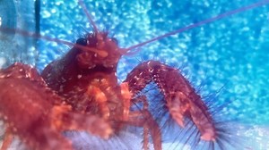 giant purple lobster from last weeks shipment! Don’t miss our newest inverts arriving next week! | Exotic Sealife