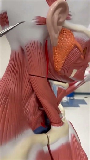 muscles of the cranium
