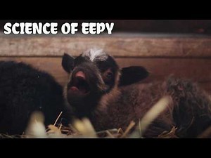 How Do Sheep Sleep? Sheepie side of Sleep You Never Knew