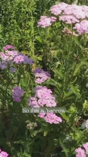 Rosemary Gladstar on Instagram: "Yarrow (Achillea millefolium) is just one of the many herbs you might have in your yard that hold powerful medicine for your herbal first aid kit. This video is excerpted from “A Walk in the Garden” video series…mention “garden” in the comments and we’ll DM you the link to join. (Or tap the link in our bio to learn more) #herbalist #rosemarygladstar #herbalism #herbs #storytelling #plantmedicine"
