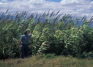 Arundo donax: Bamboo look-alike - Bambu Batu