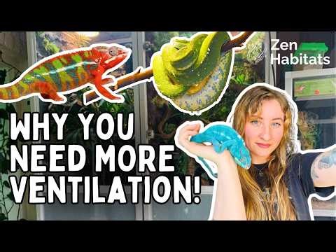 Do Arboreal Reptiles Need More Ventilation? Why Airflow Is Critical & How to Provide More!