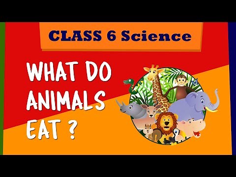 What do animals eat | CBSE 6th Class Science | Food : where does it come from | NCERT Clss 6