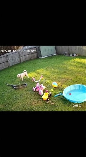 🐕🐍 Dog Chases Snake Away From Backyard Toys — Caught on CCTV!