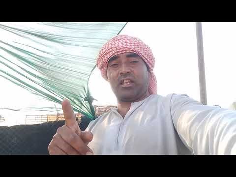 Goat Farming Business Plan|Goat Farming|Daily Vlog Goat