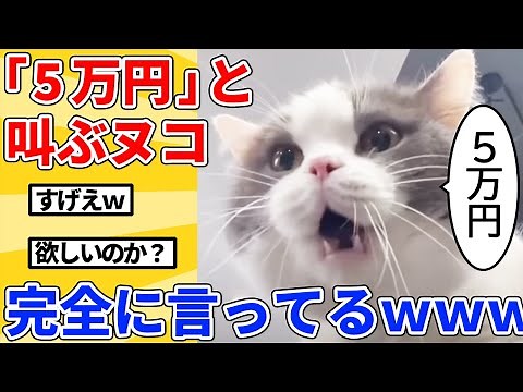 【2ch動物スレ総集編】「5万円」と鳴くヌコが面白すぎるｗｗｗｗｗ