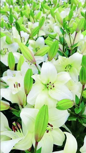 The beauty of white lilies Lilium #nature #naturetranquility #naturephotography