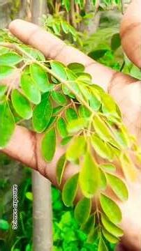 moringa leaf 🌿 health #nature #facts #plants #farming #shortvideo #science