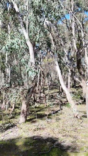 Spring at Woodlands Historic Park, Melbourne 0023