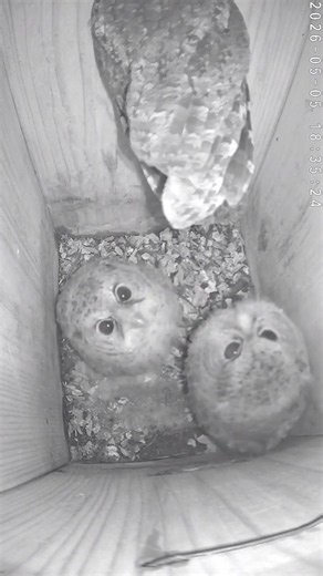 Baby Owl Escaping the Nest Box 😱 #owl #wildlife #shorts