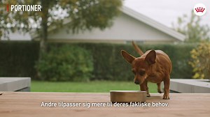 433K views · 523 reactions | Vidste du, at op mod 72 % af kæledyrsejere undervurderer deres kæledyrs vægt? Og at næsten 50 % af alle hunde og katte i Norden er overvægtige … | Royal Canin | Facebook
