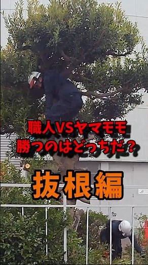 【要注目】ヤマモモの伐根動画 #shorts #庭作業 #伐採 #造園 #リフォーム #diy