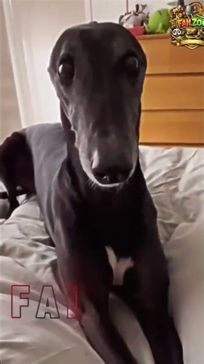 These Dogs Are Comedians #funnydogs #petvideos #shorts