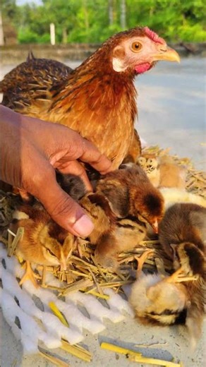 This Hen's Love for Her Chicks How to Hatch Eggs at Home Without an Incubator 🥚🐣