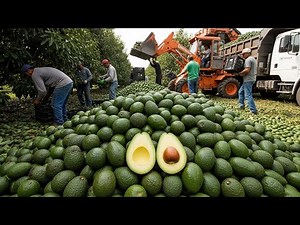 Inside Avocado Farming: Harvesting and Processing at Million-Ton Scale