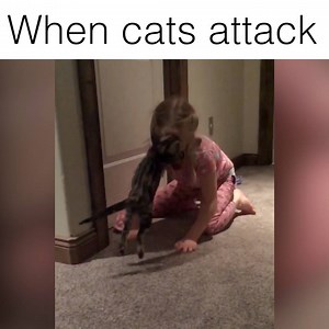 1.4M views · 3.7K reactions | Is this proof that cats are evil..?  Follow Howlers for more! | Howlers | Facebook