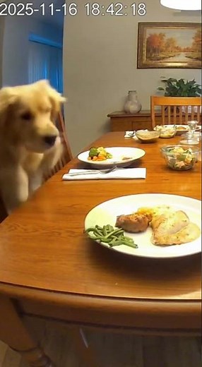 Dog Steals Entire Dinner While Family's Away